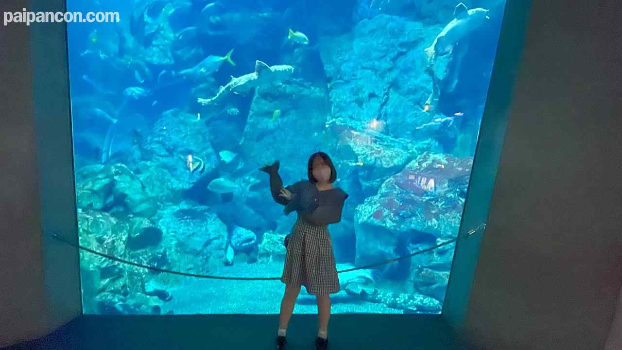 FC2-PPV-3148552 - 第56貝 まだ彼氏とエッチしたことない19歳はなちゃん水族館デートからNTRセックス♥没頭し過ぎてだらしなく舌を垂らす口元からチラリとのぞく歯列矯正器具が妙にエロい♥ thumbnail_1.jpg