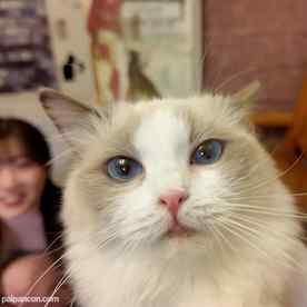 FC2-PPV-4511406 - 9日まで1490pt!!!　※可愛すぎ超レア　ビショウジョ学生　猫カフェデートで猫にメロメロ「可愛い..」、デート後俺のムスコにも夢中だったのは二人だけの内緒