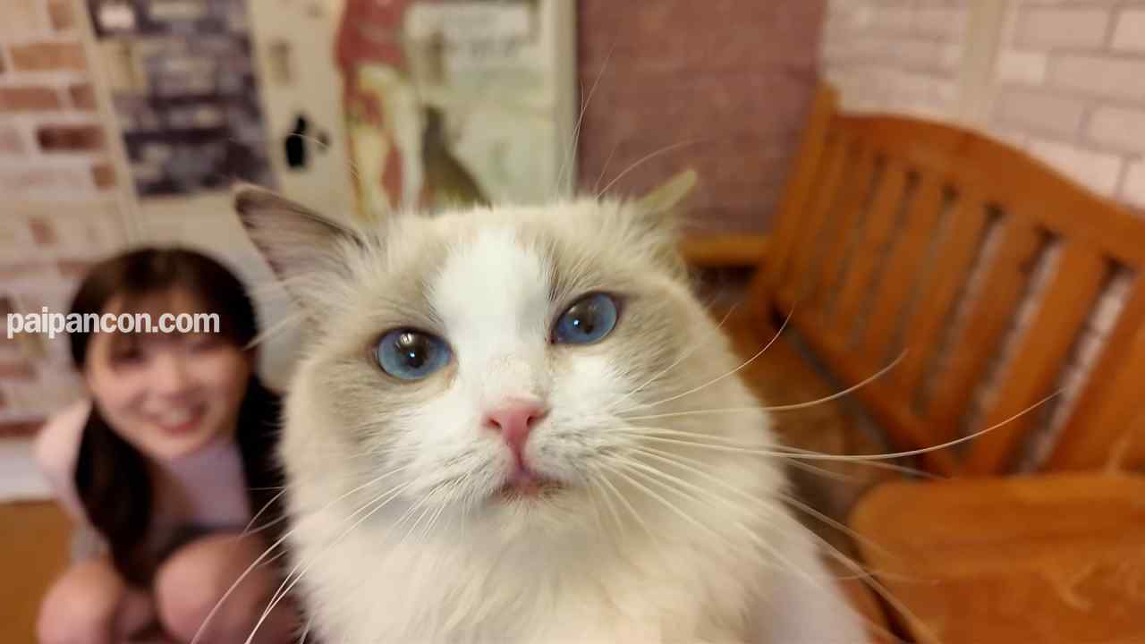 FC2-PPV-4511406 - 9日まで1490pt!!!　※可愛すぎ超レア　ビショウジョ学生　猫カフェデートで猫にメロメロ「可愛い..」、デート後俺のムスコにも夢中だったのは二人だけの内緒 thumbnail_0.jpg