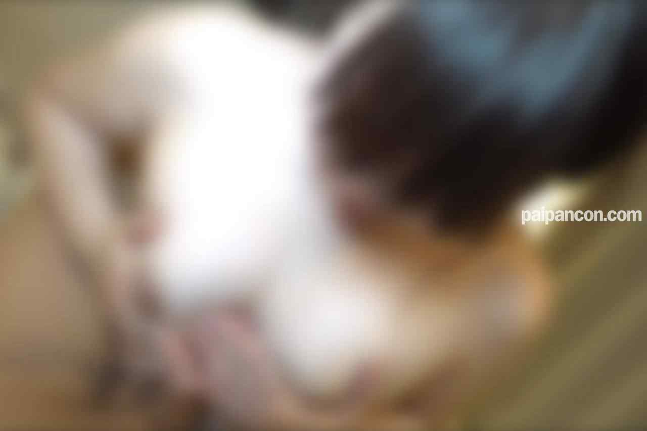 FC2-PPV-4569986 - ※11/17まで50％OFF※【顔出し】【ハメ撮り】【中出し】むちむちわがままボディの人妻はだいたいドエロ淫乱な件。じゅぽフェラ・パイズリ・潮吹き・惜しみなく聞かせてくれる喘ぎ声。とても楽しませてくれ thumbnail_5.jpg
